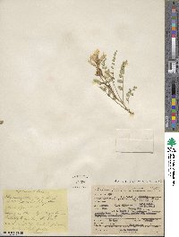 Astragalus beckwithii image