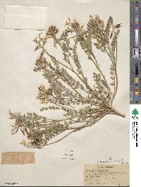 Astragalus beckwithii image