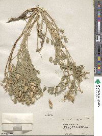 Astragalus beckwithii image