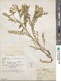 Astragalus beckwithii image