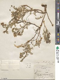 Astragalus beckwithii image