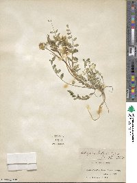 Astragalus beckwithii image