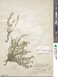 Astragalus beckwithii image