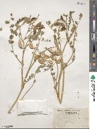 Astragalus beckwithii image