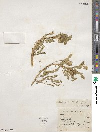 Astragalus beckwithii image