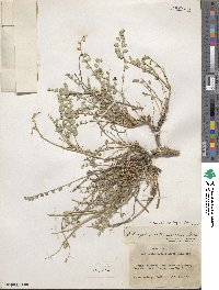 Astragalus beckwithii image