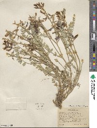 Astragalus beckwithii image