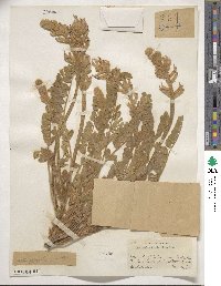 Astragalus mollissimus var. bigelovii image