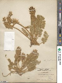 Astragalus mollissimus image