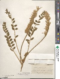 Astragalus mollissimus image