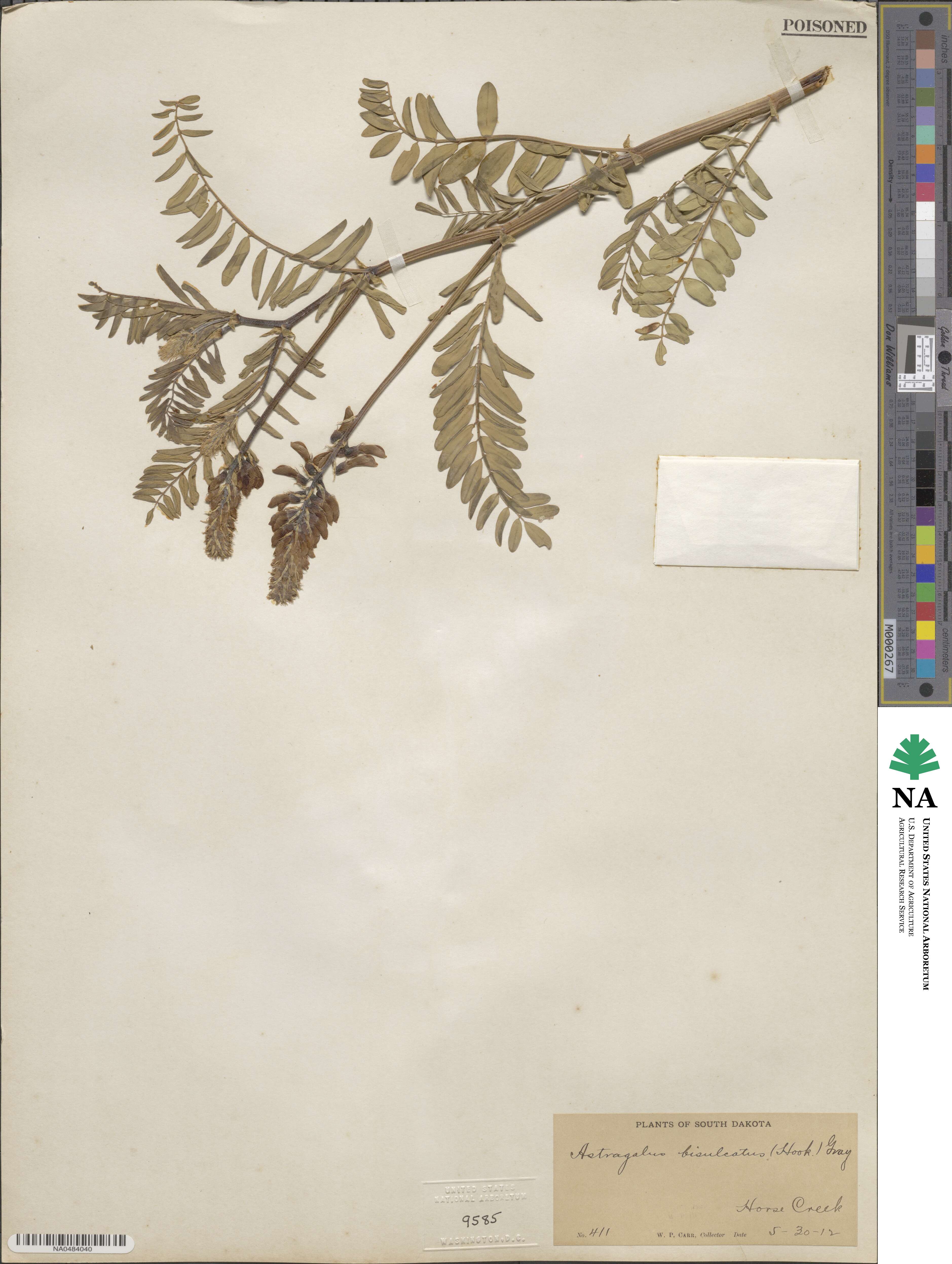 Astragalus bisulcatus image