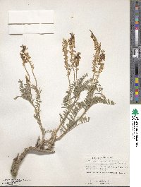 Astragalus bisulcatus var. haydenianus image