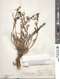 Astragalus bolanderi image