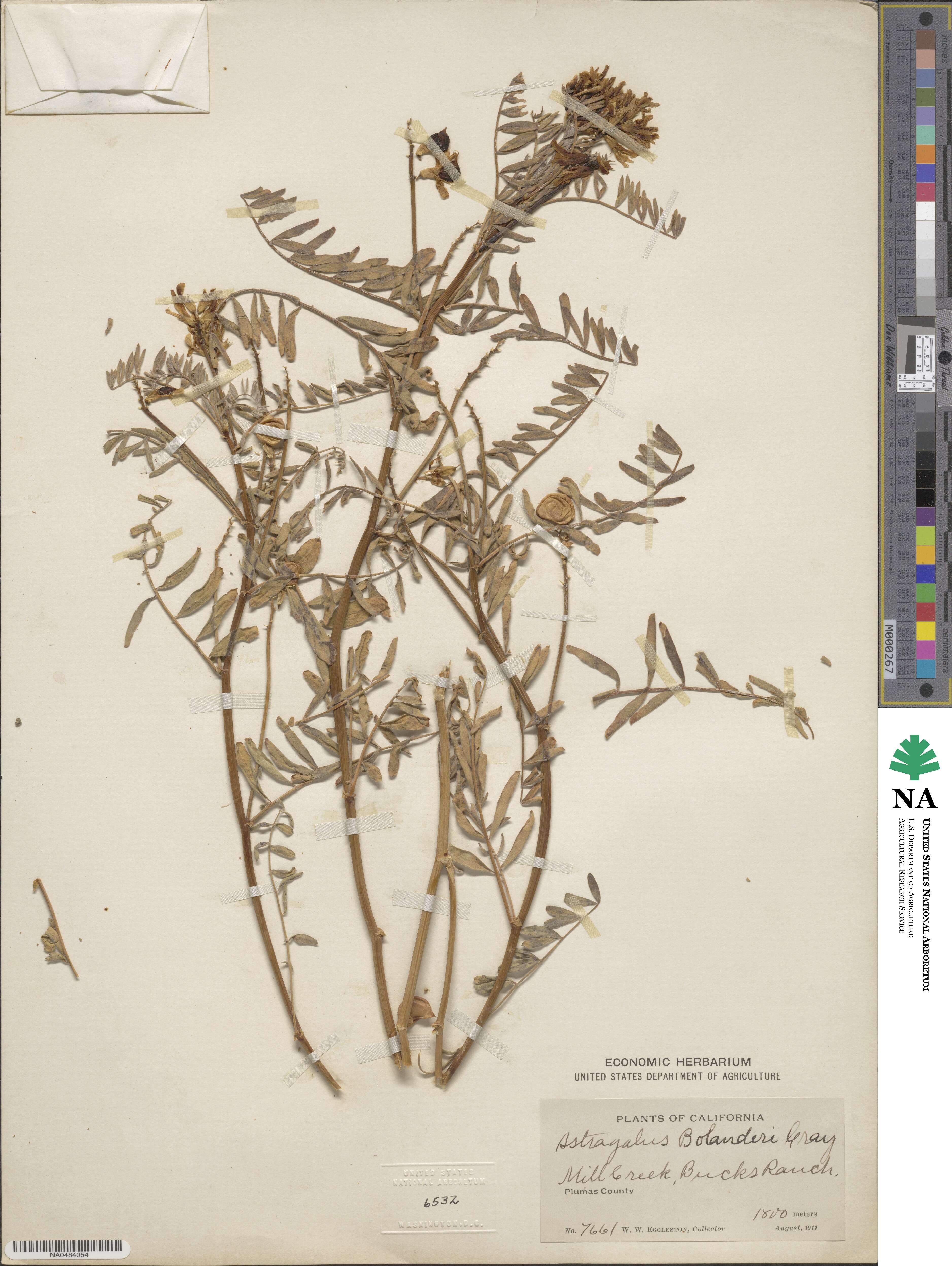 Astragalus bolanderi image