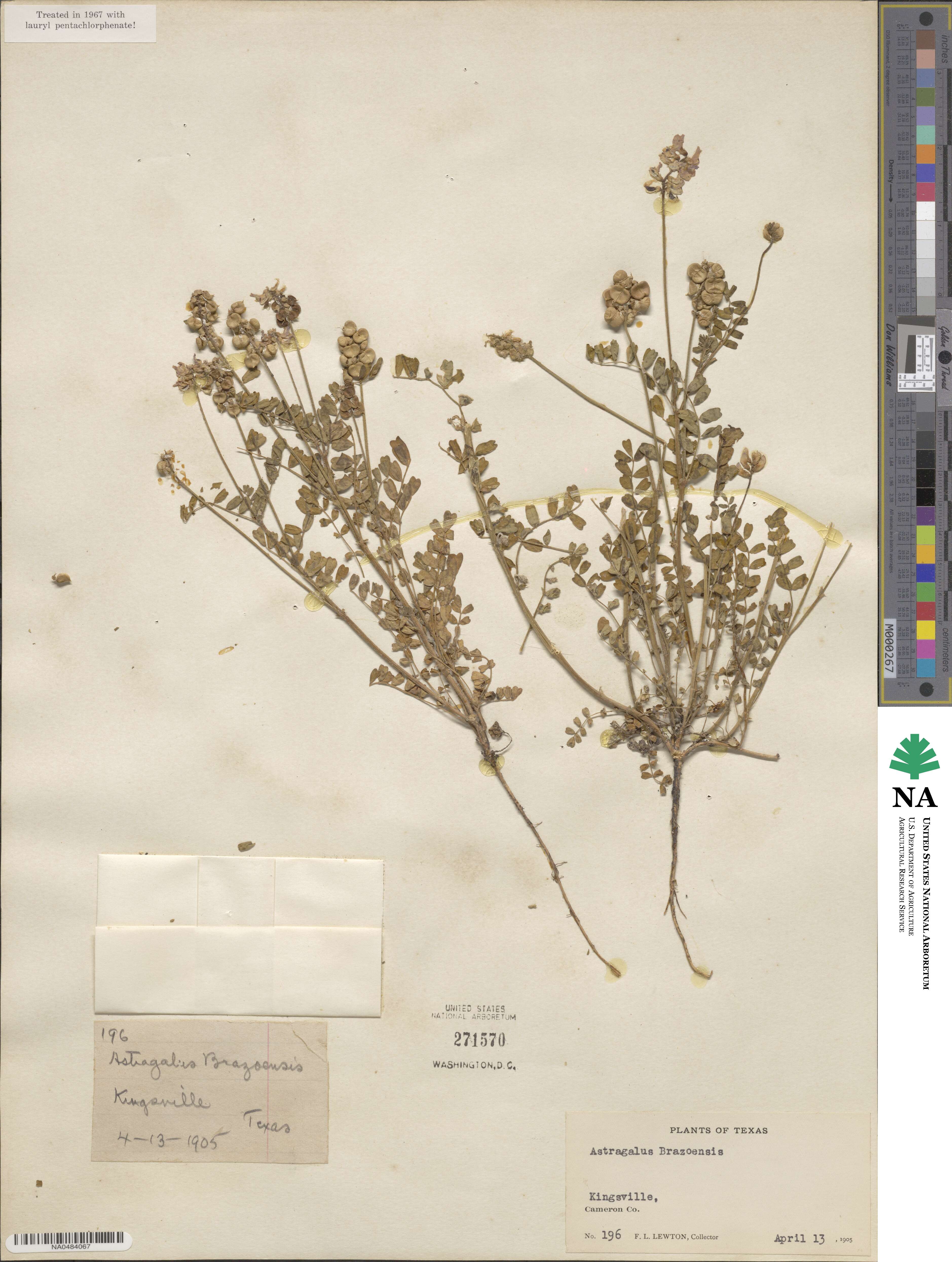 Astragalus brazoensis image