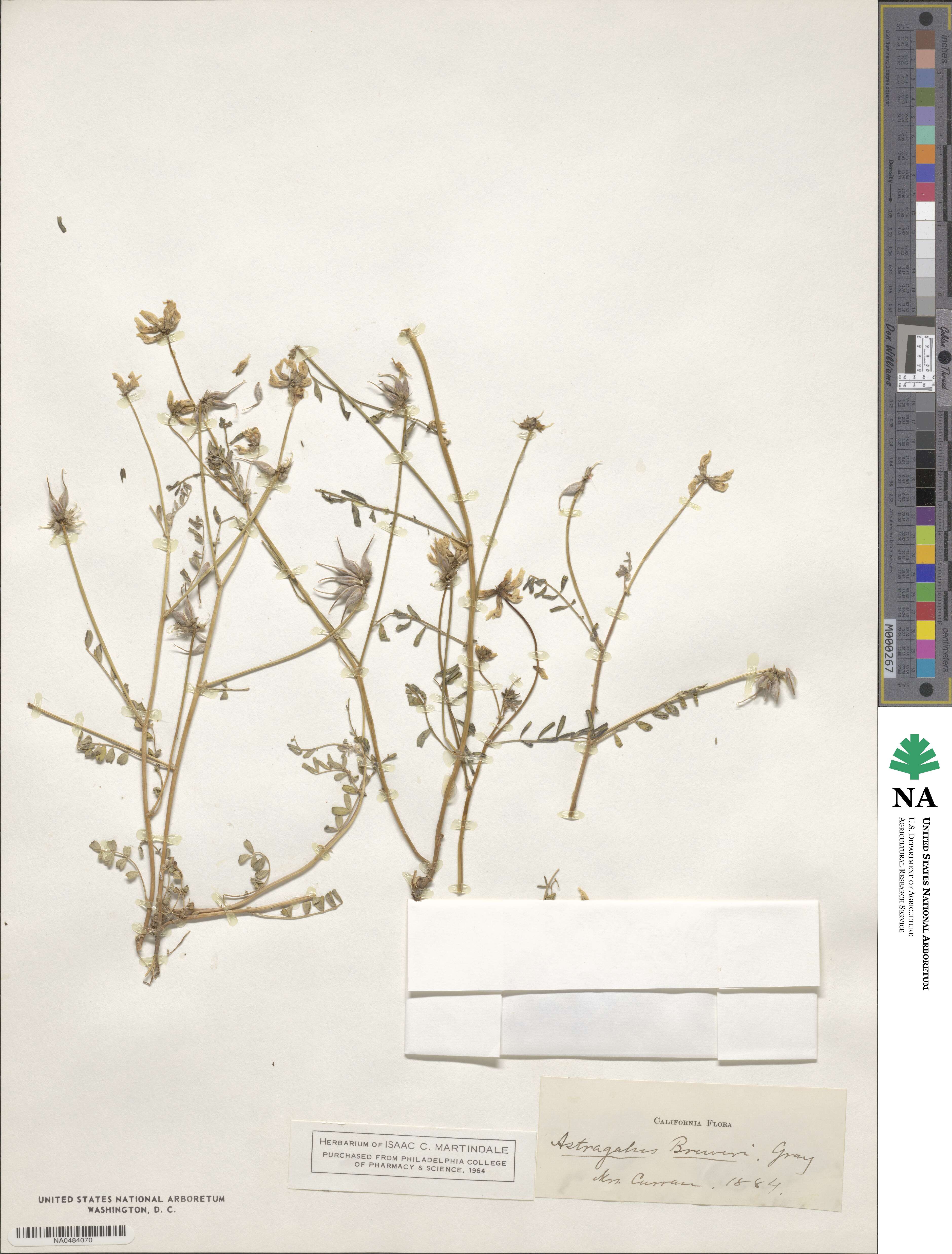 Astragalus breweri image