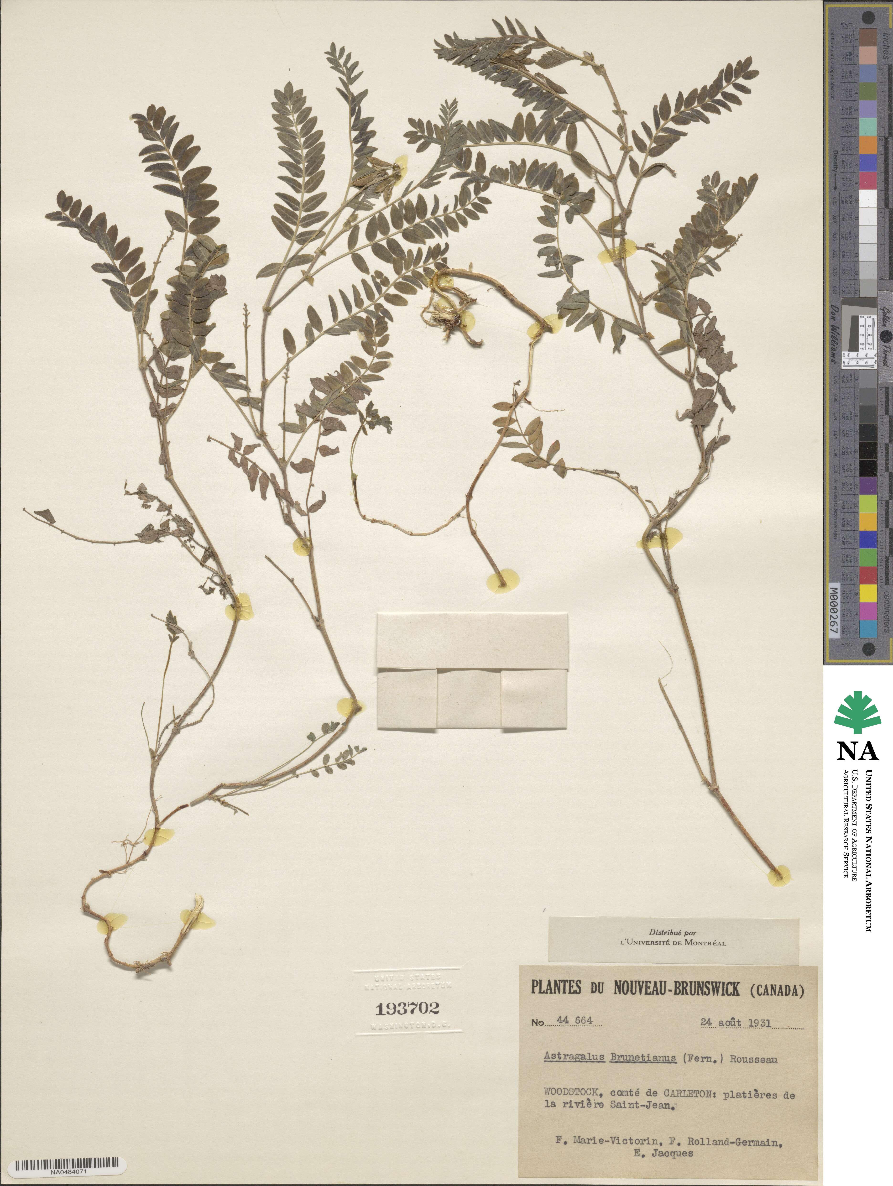 Astragalus alpinus subsp. brunetianus image