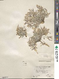 Astragalus calycosus image