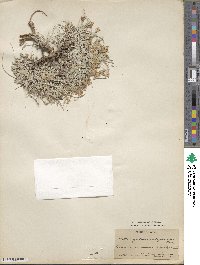 Astragalus calycosus image