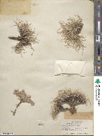 Astragalus calycosus image