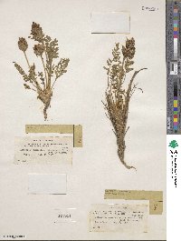 Oxytropis campestris image