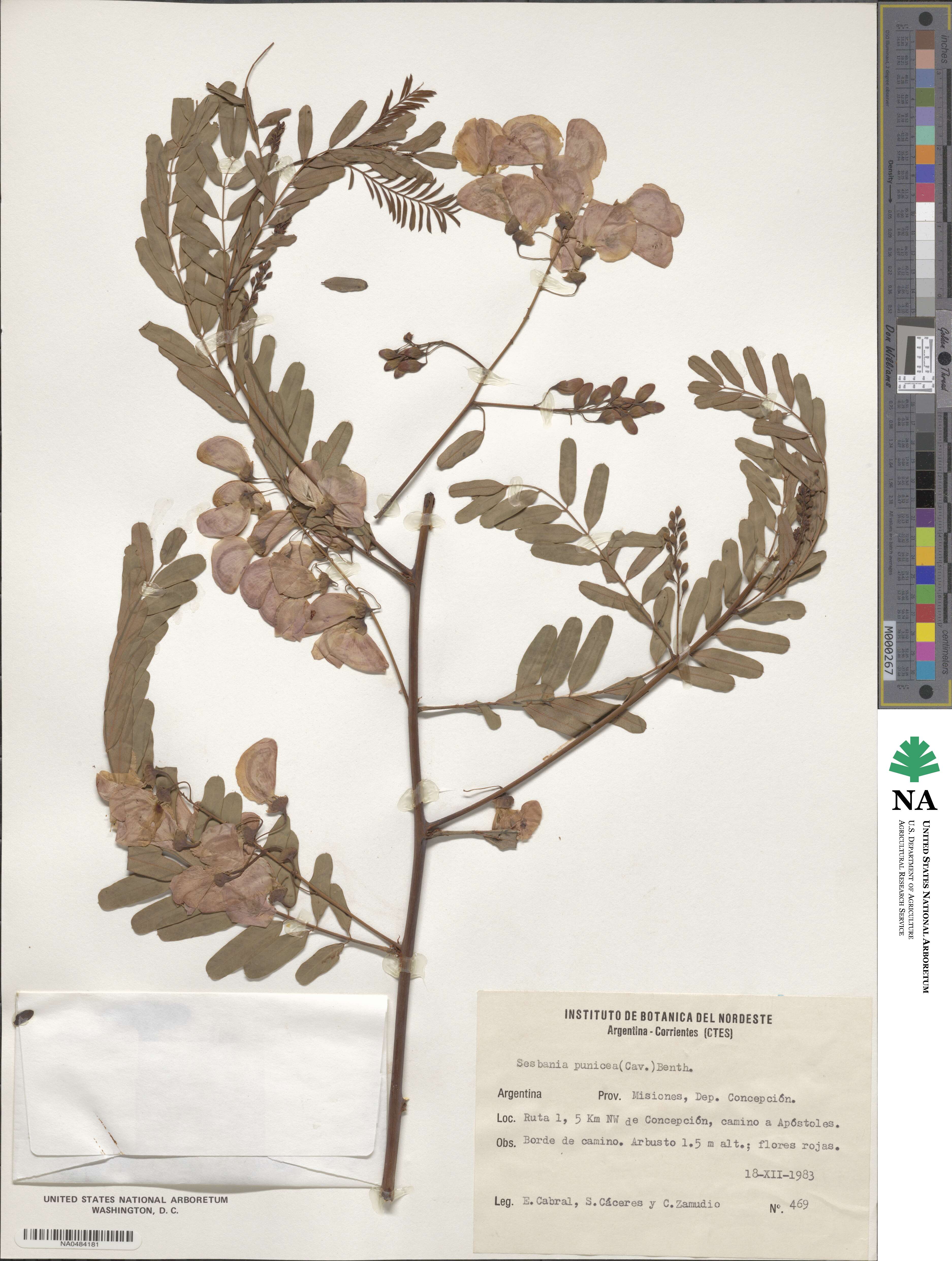 Sesbania punicea image