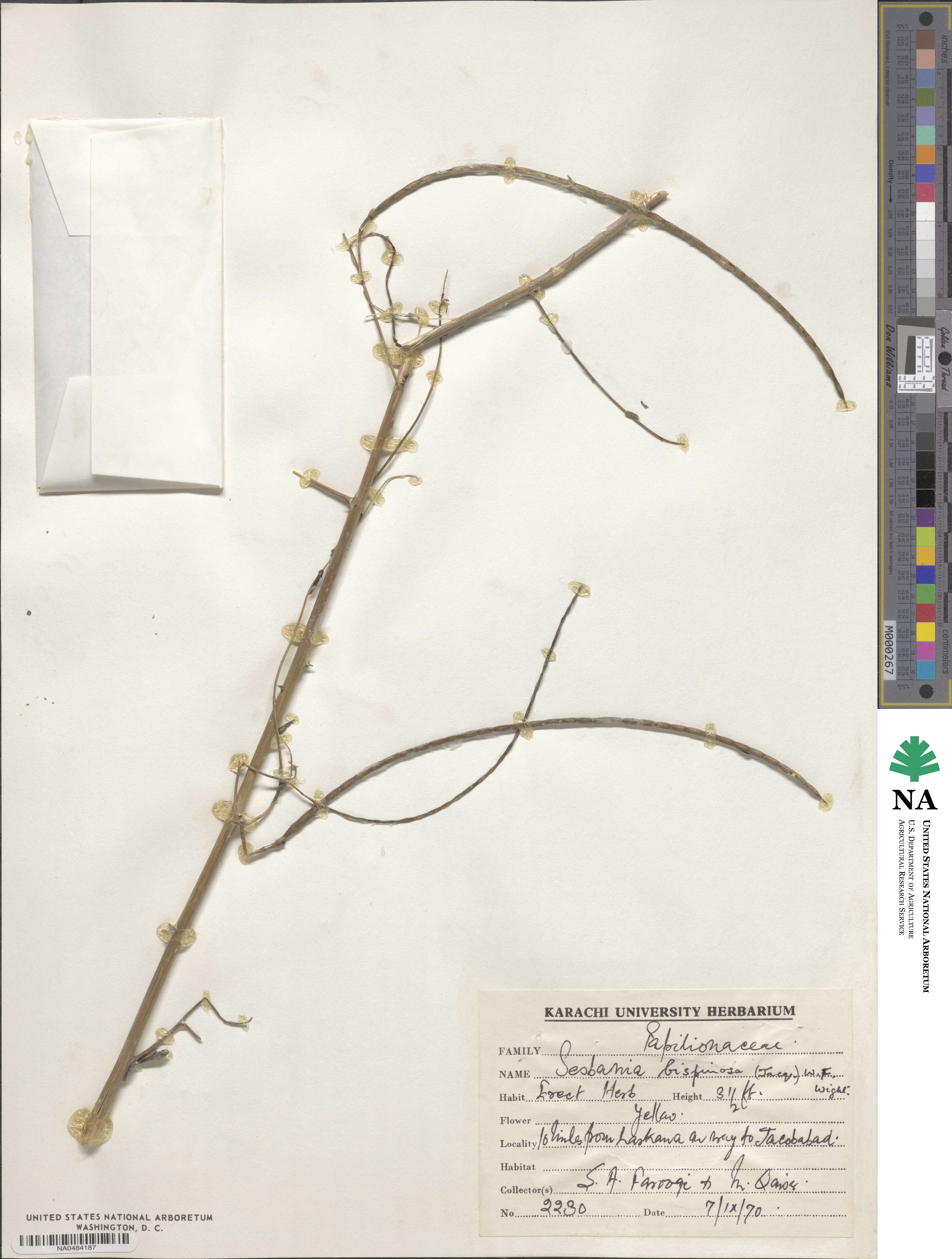 Sesbania bispinosa image