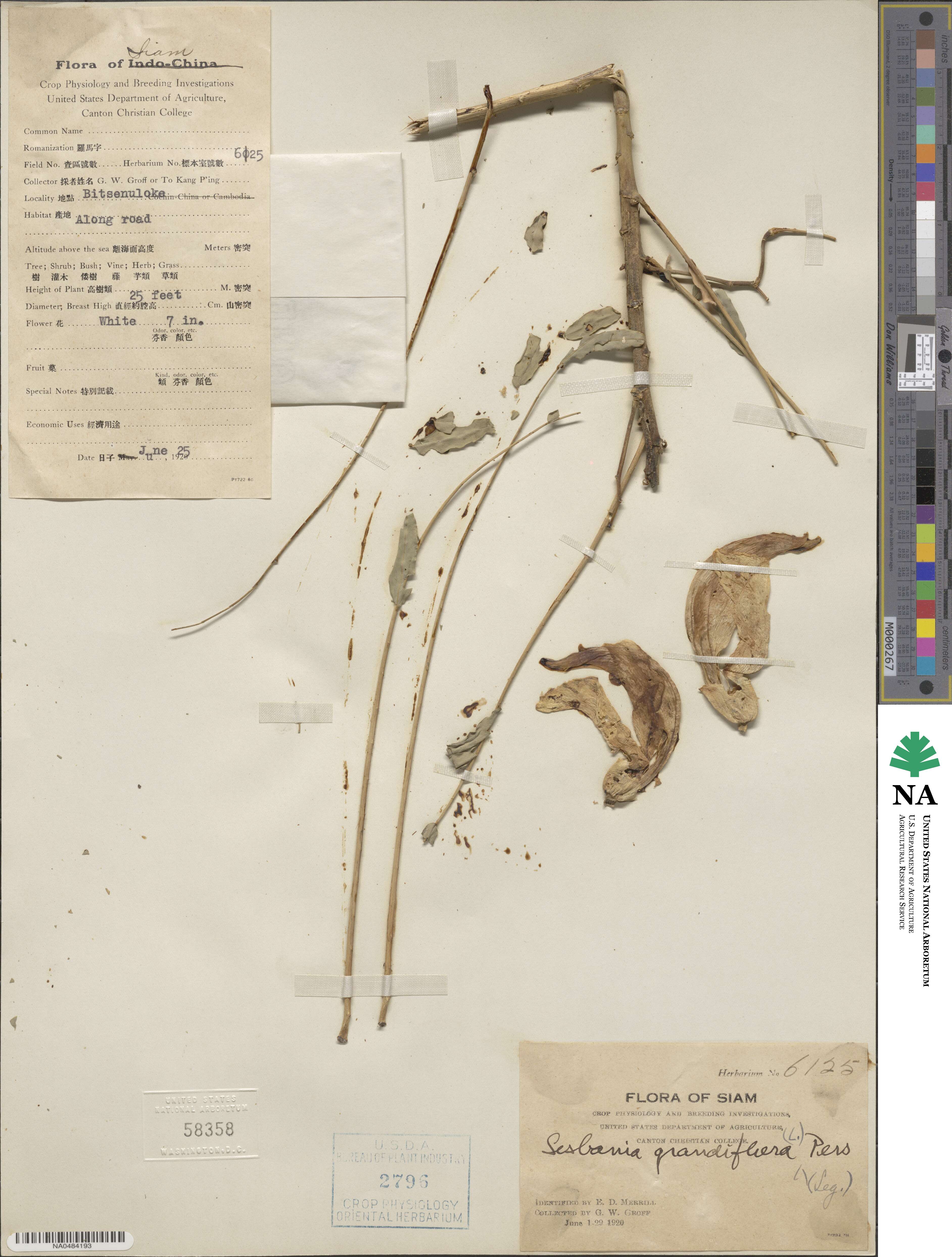 Sesbania grandiflora image