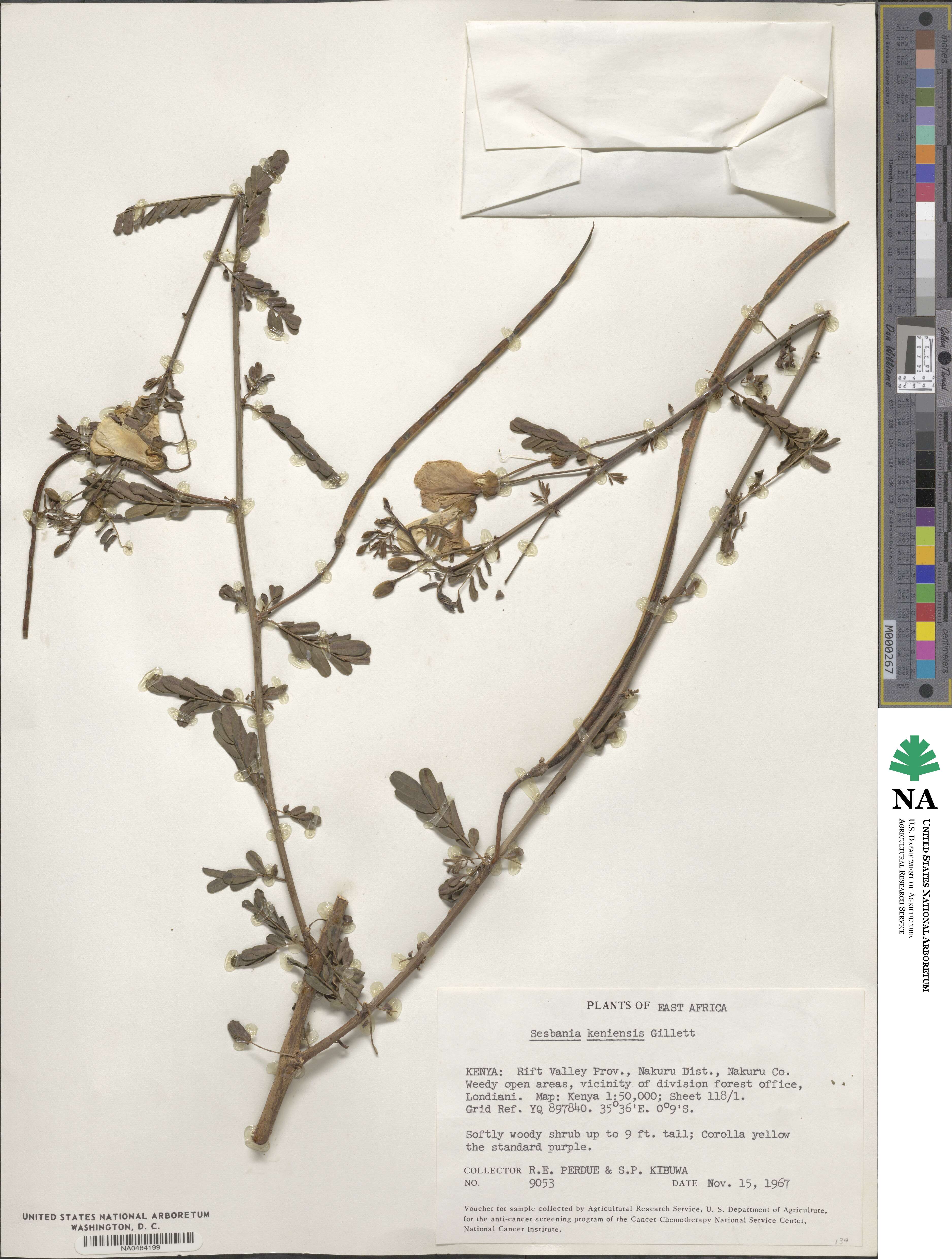 Sesbania keniensis image
