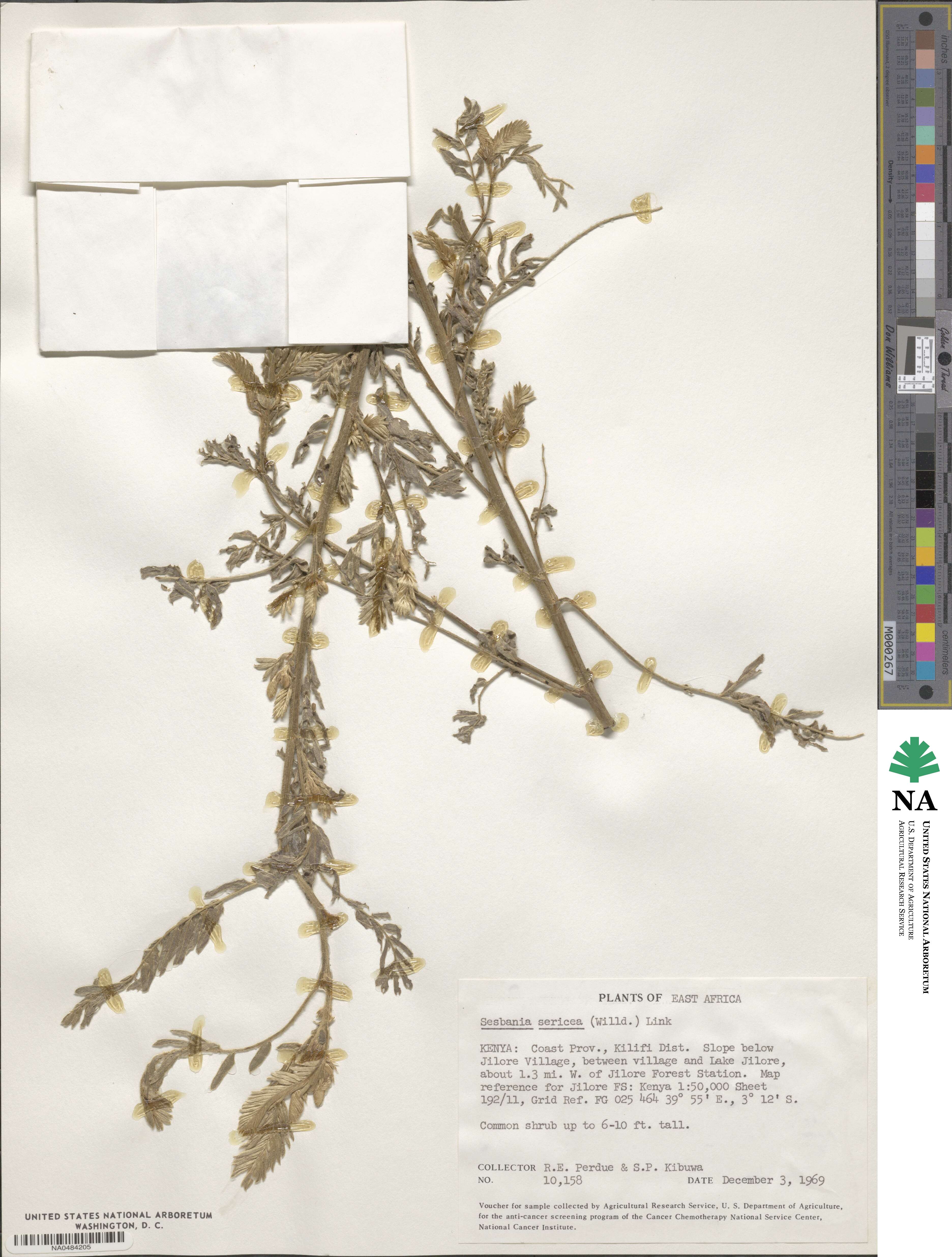 Sesbania sericea image