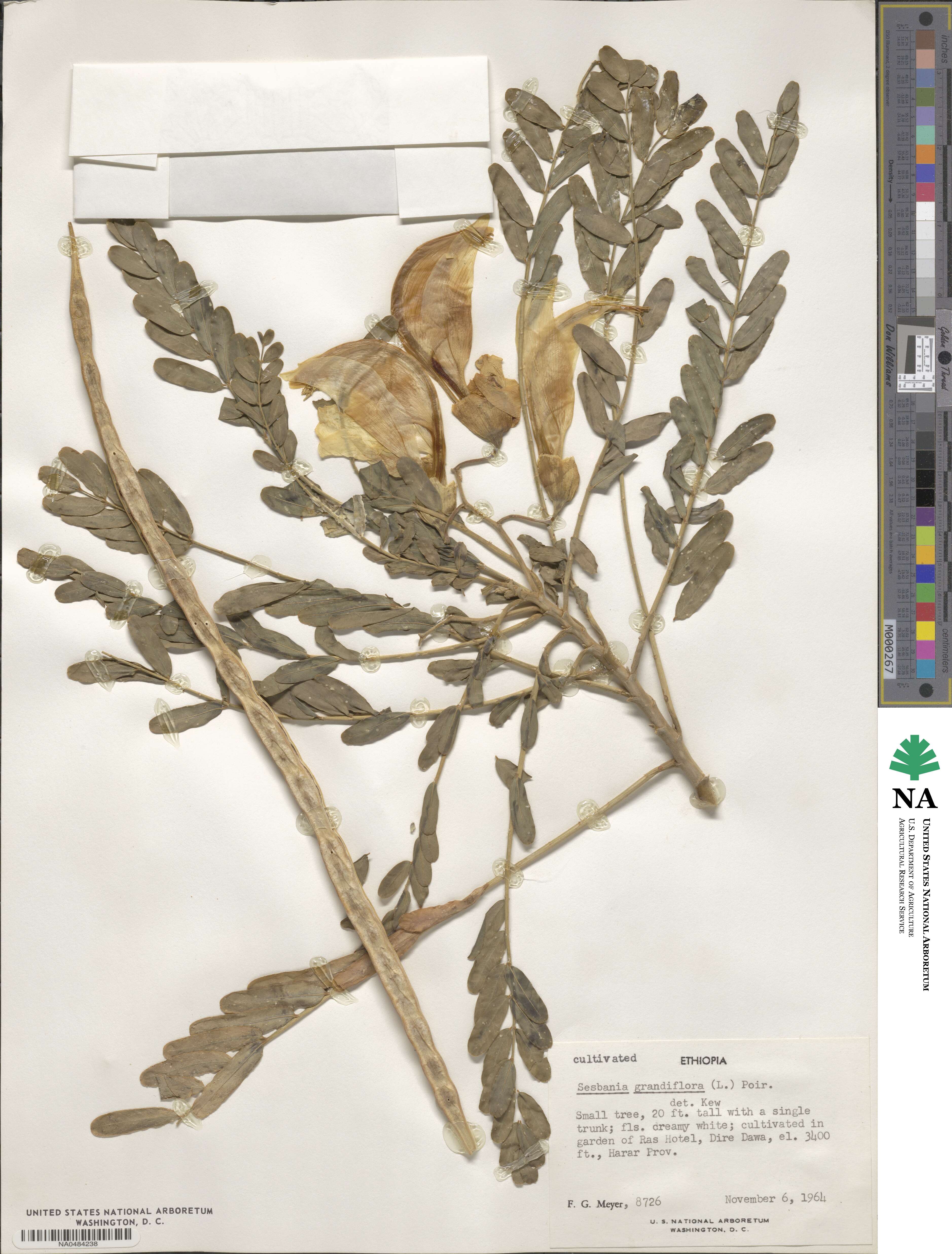 Sesbania grandiflora image