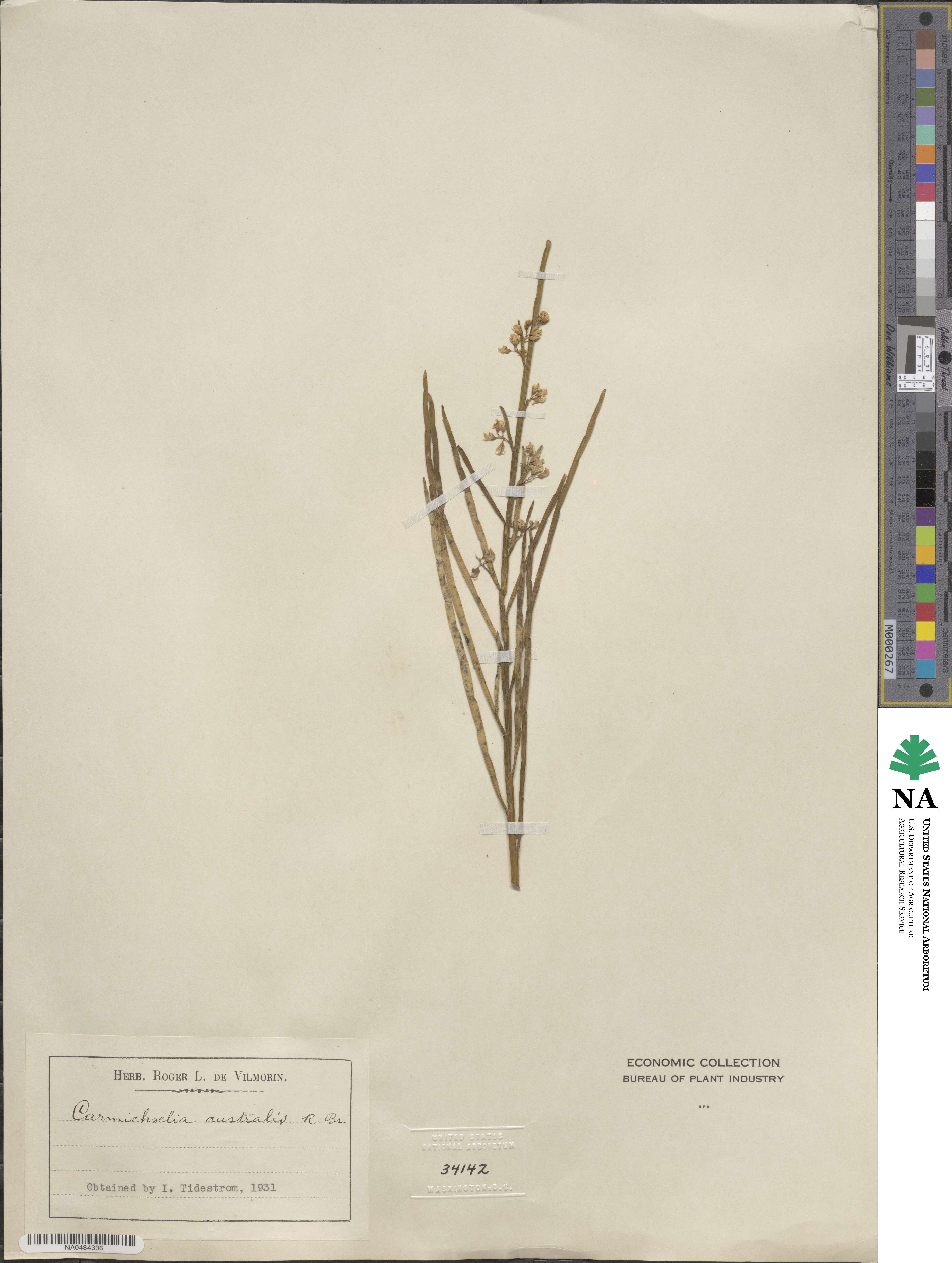 Carmichaelia australis image