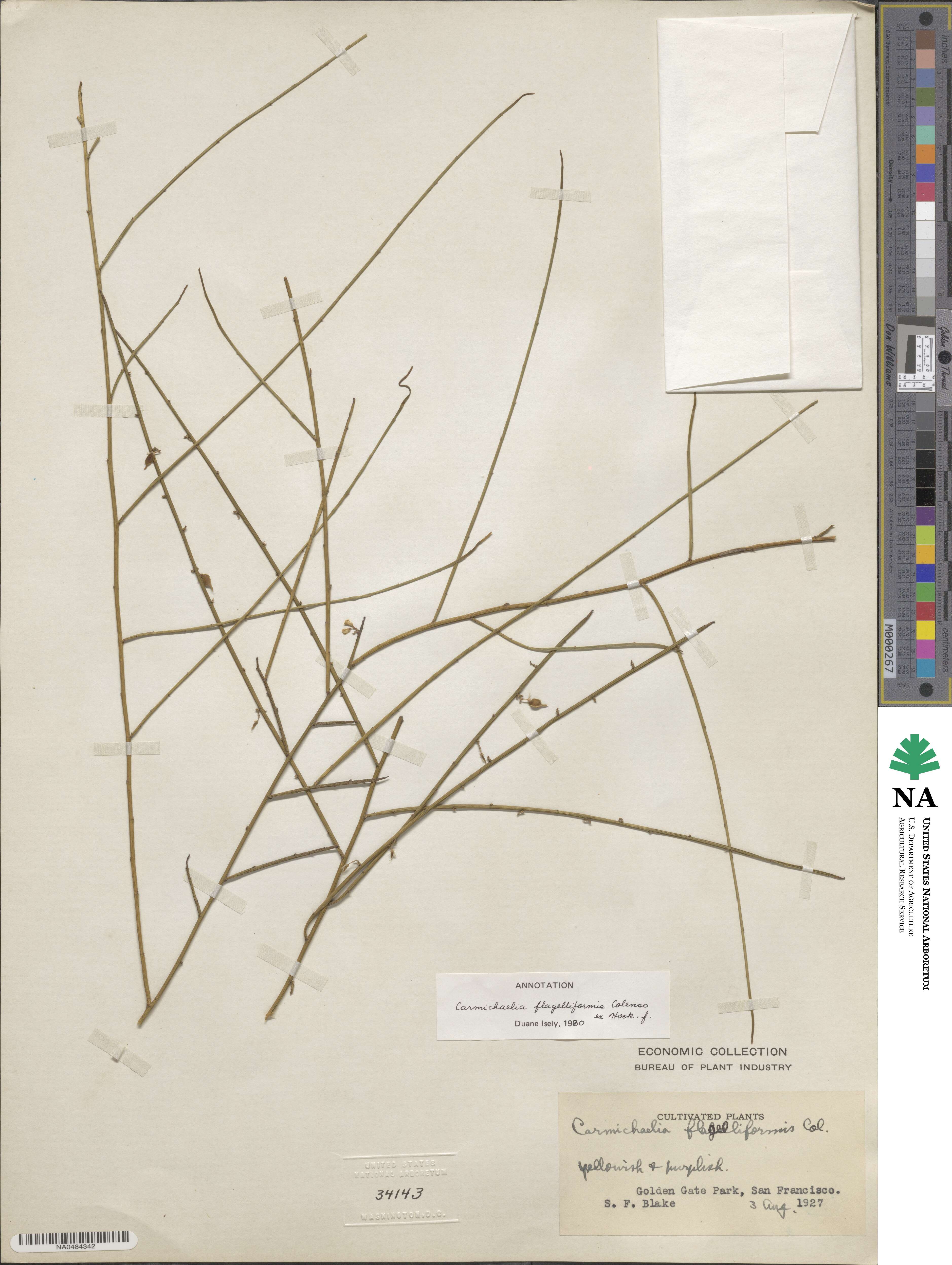Carmichaelia australis image