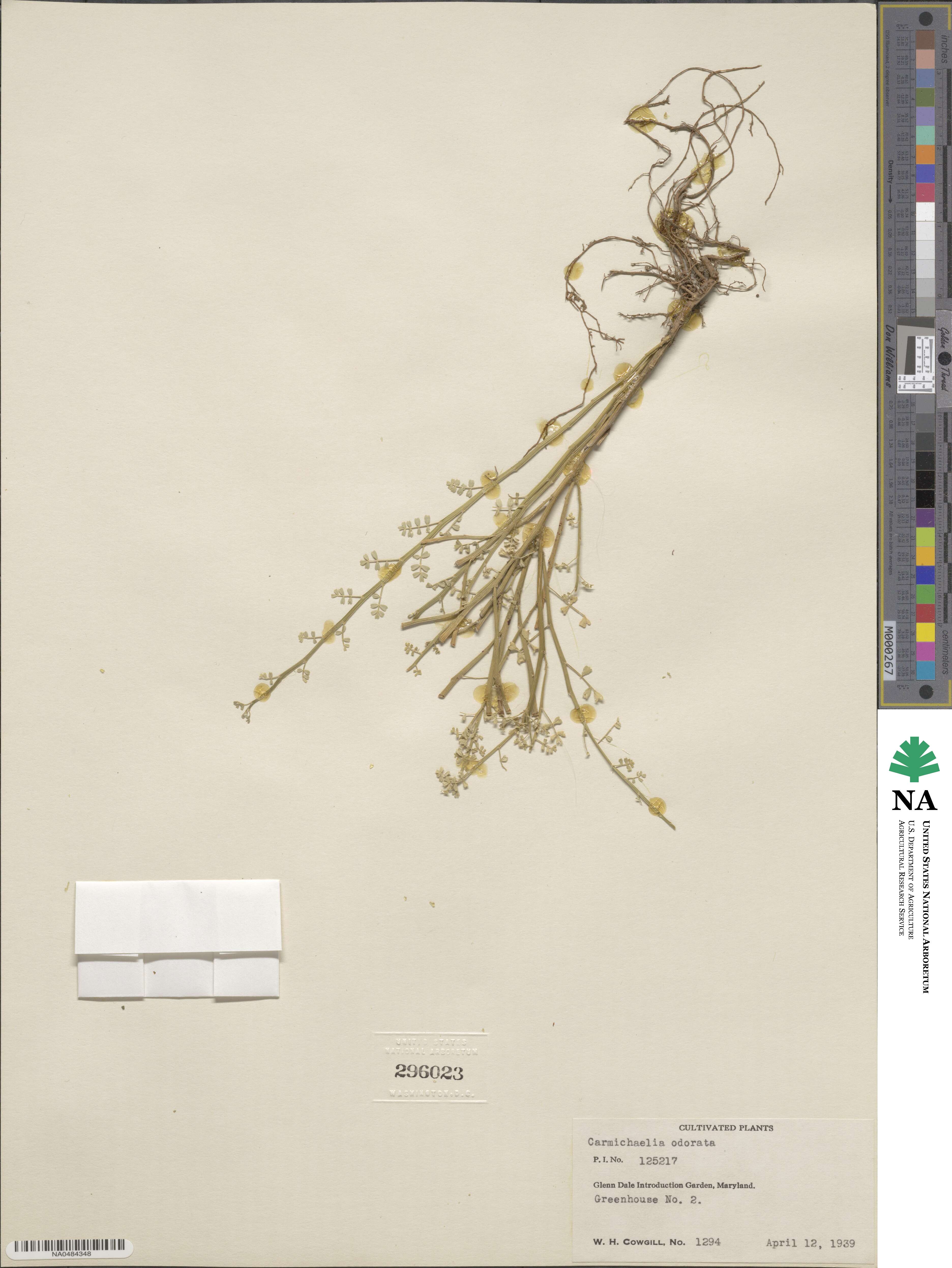 Carmichaelia odorata image