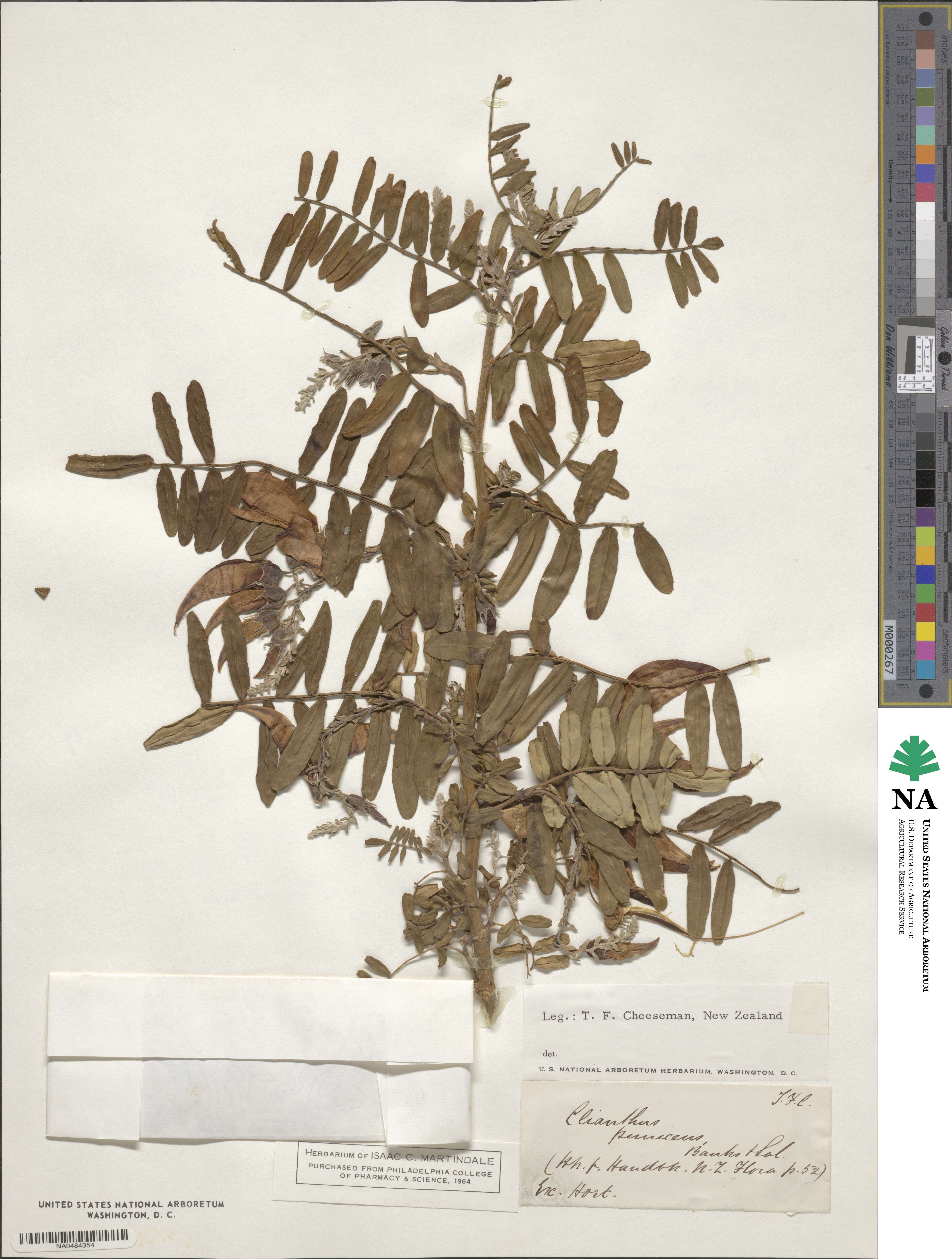 Clianthus image