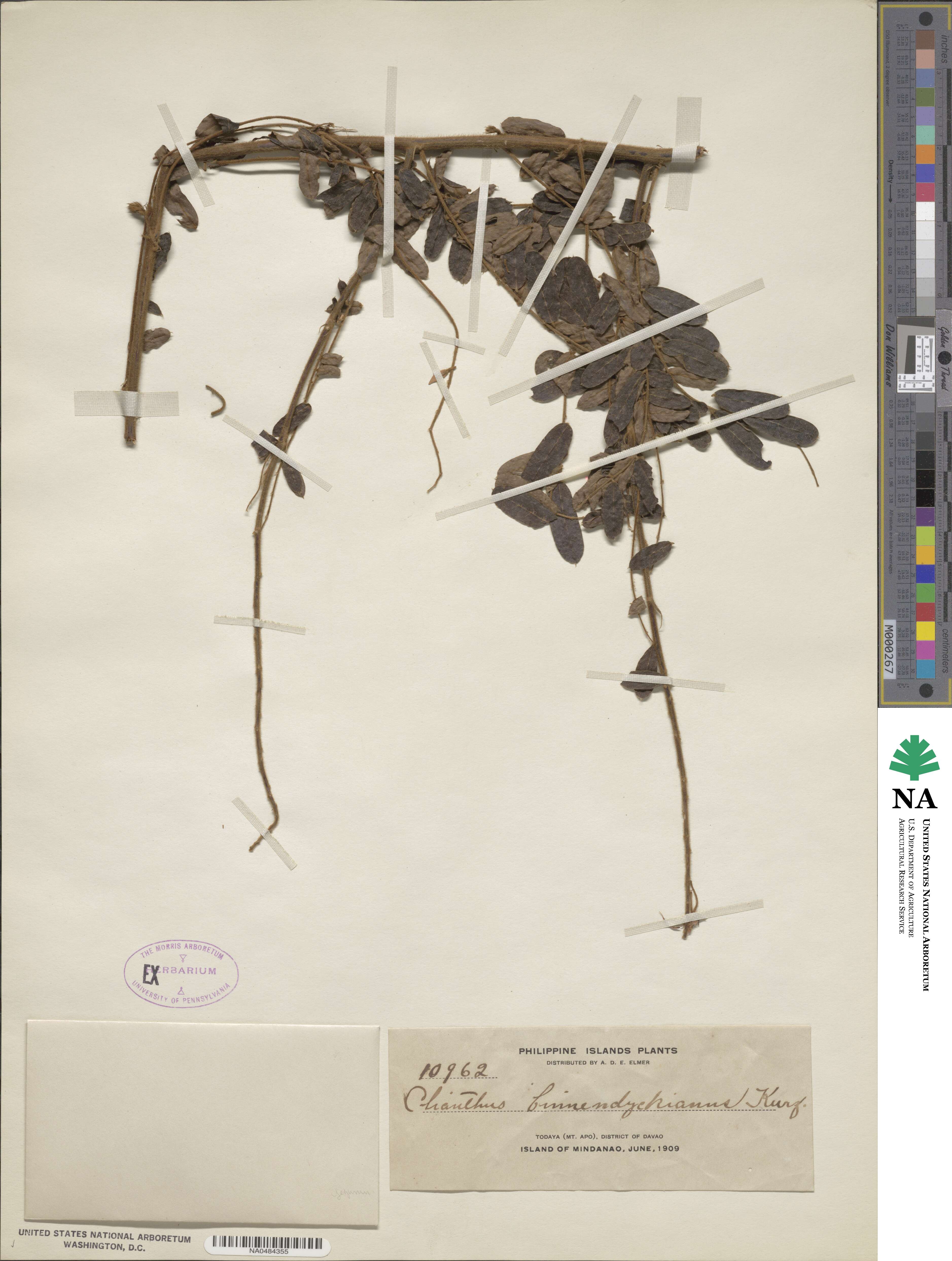 Sarcodum scandens image