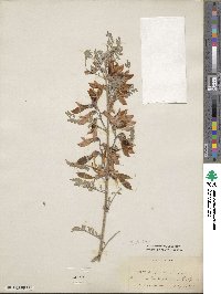 Lessertia frutescens image