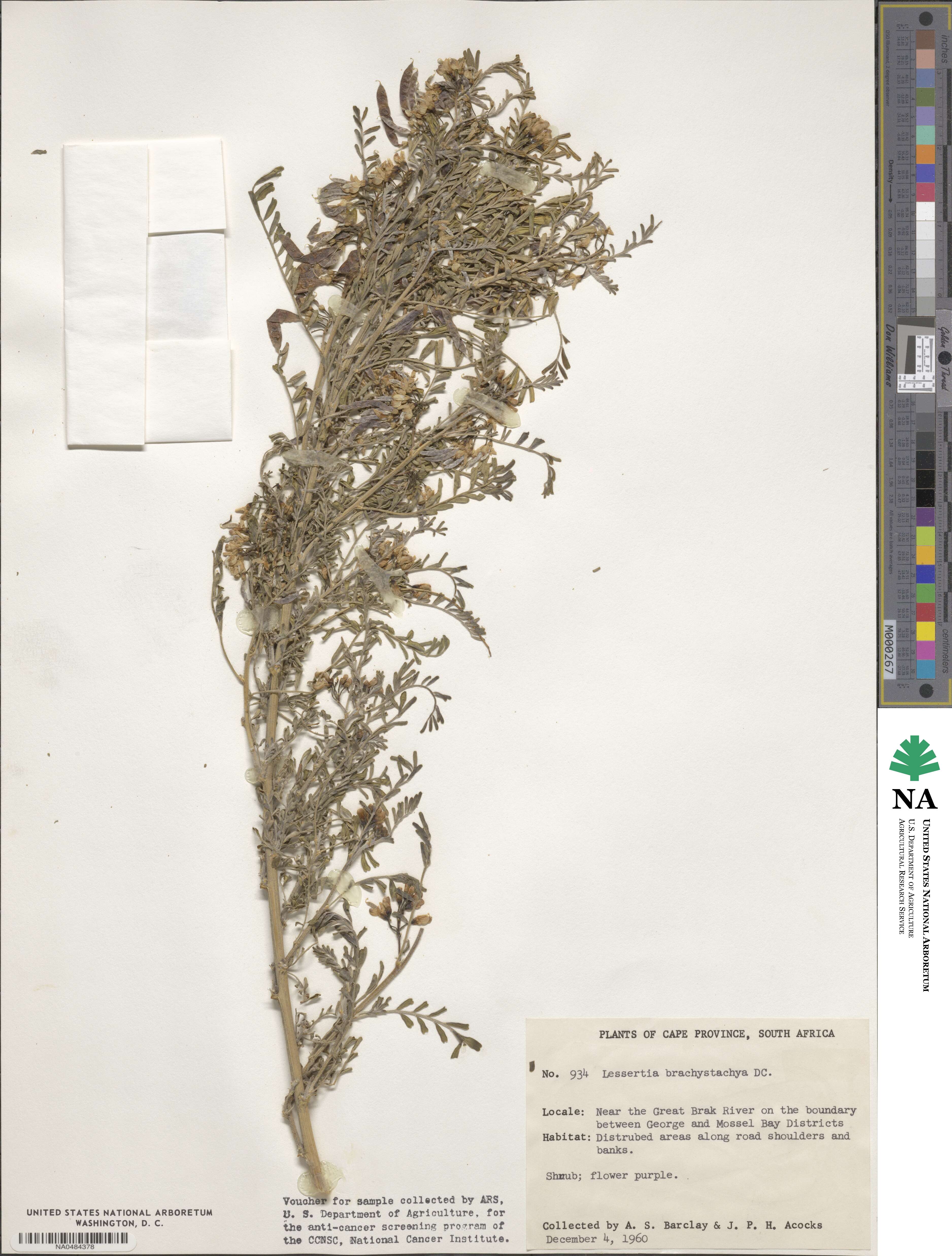 Lessertia brachystachya image