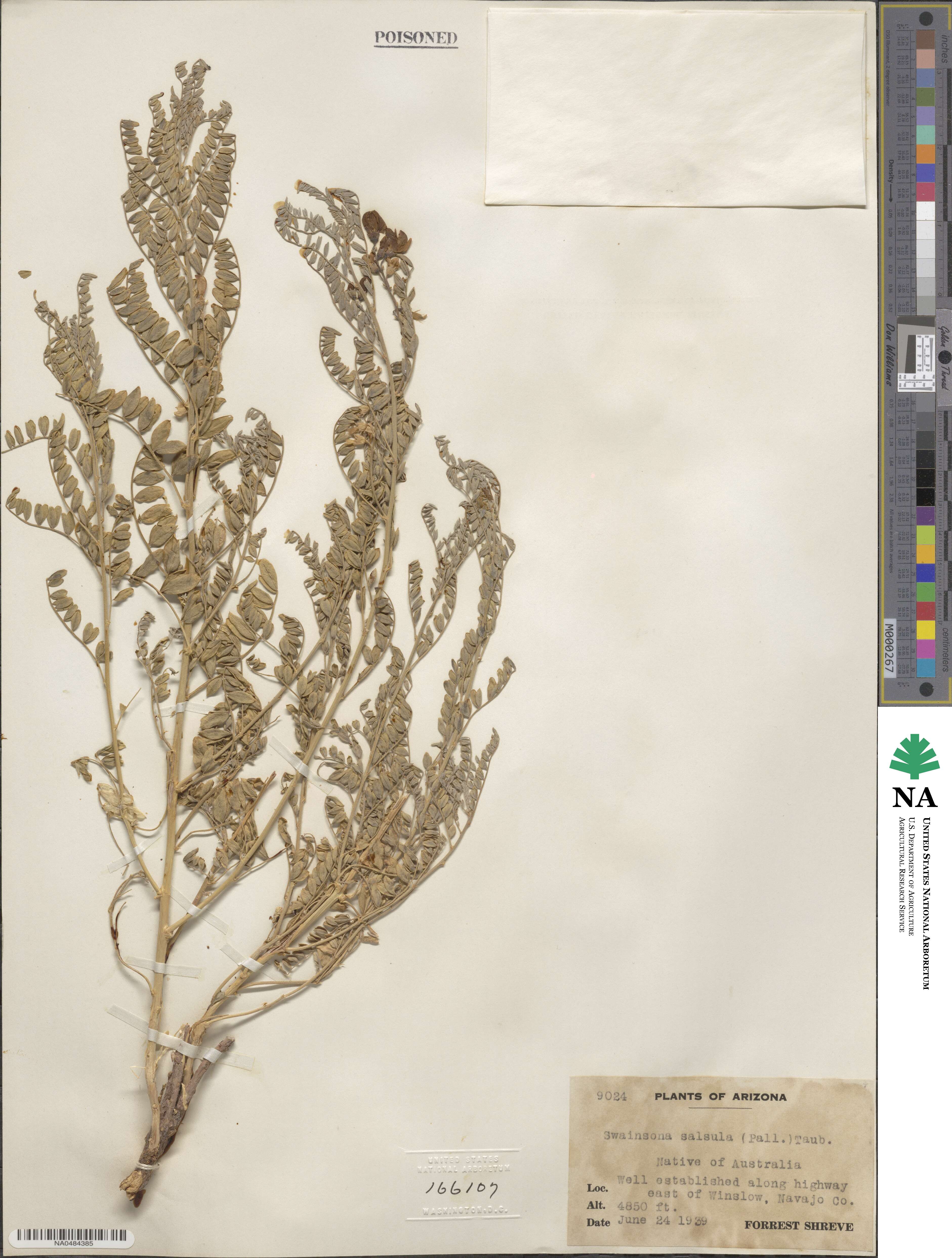 Sphaerophysa salsula image