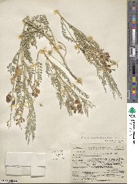 Sphaerophysa salsula image