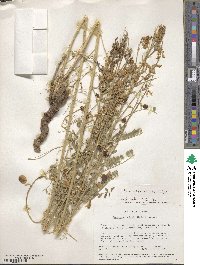 Sphaerophysa salsula image