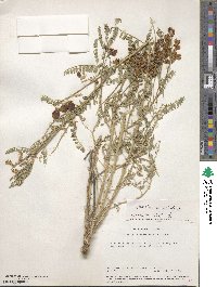 Sphaerophysa salsula image