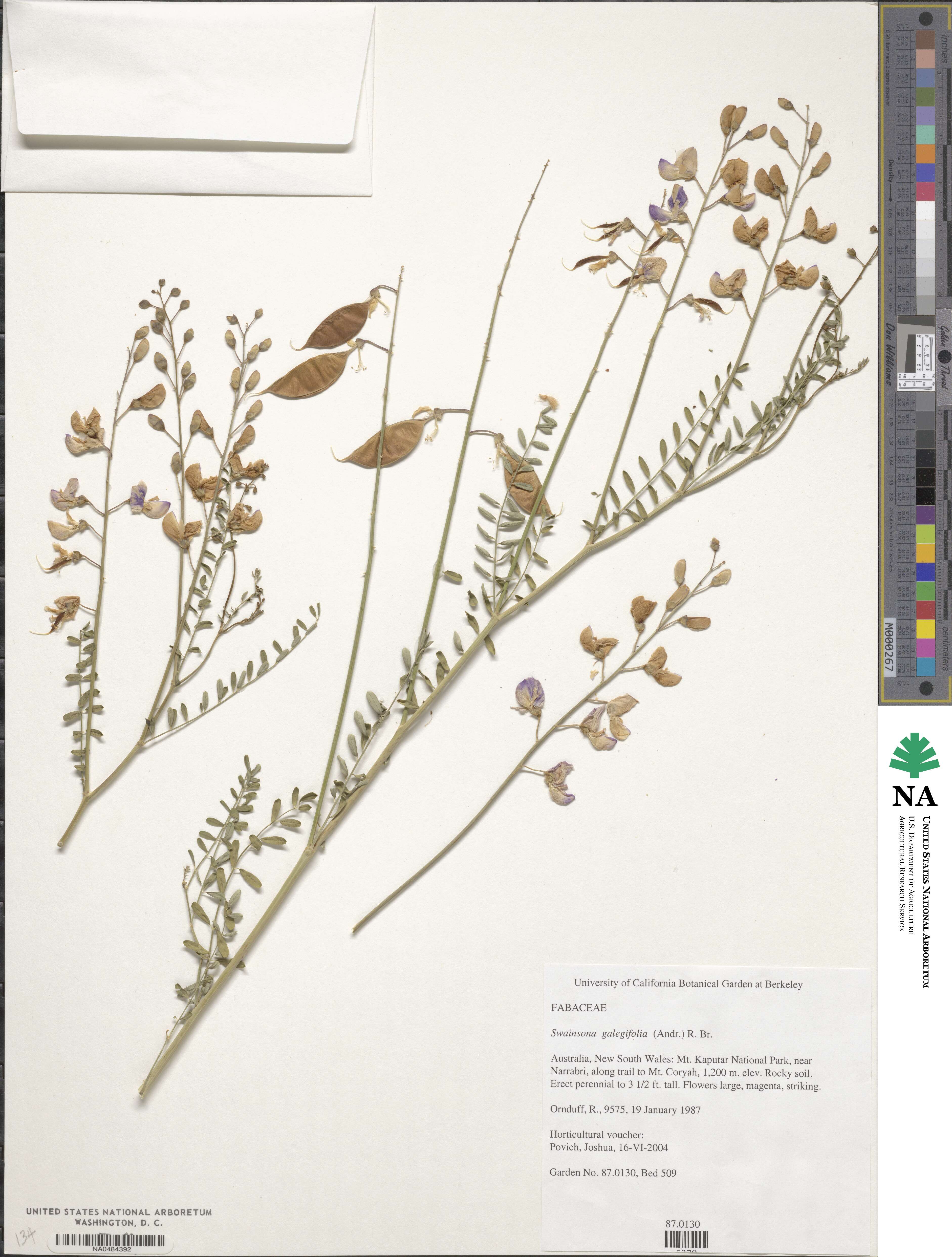 Swainsona galegifolia image