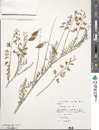 Image of Swainsona galegifolia