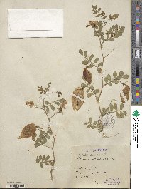 Colutea arborescens image