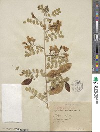 Colutea arborescens image