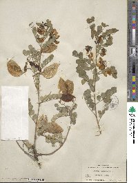 Colutea arborescens image