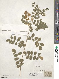 Colutea arborescens image