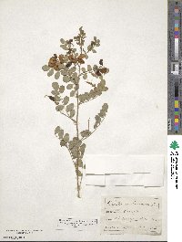 Colutea arborescens image