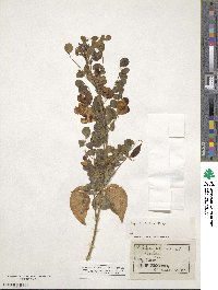 Colutea arborescens image